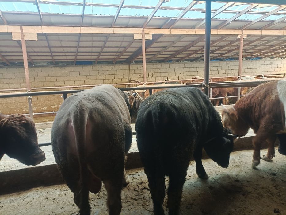 Етке арналған семіз бұқалар