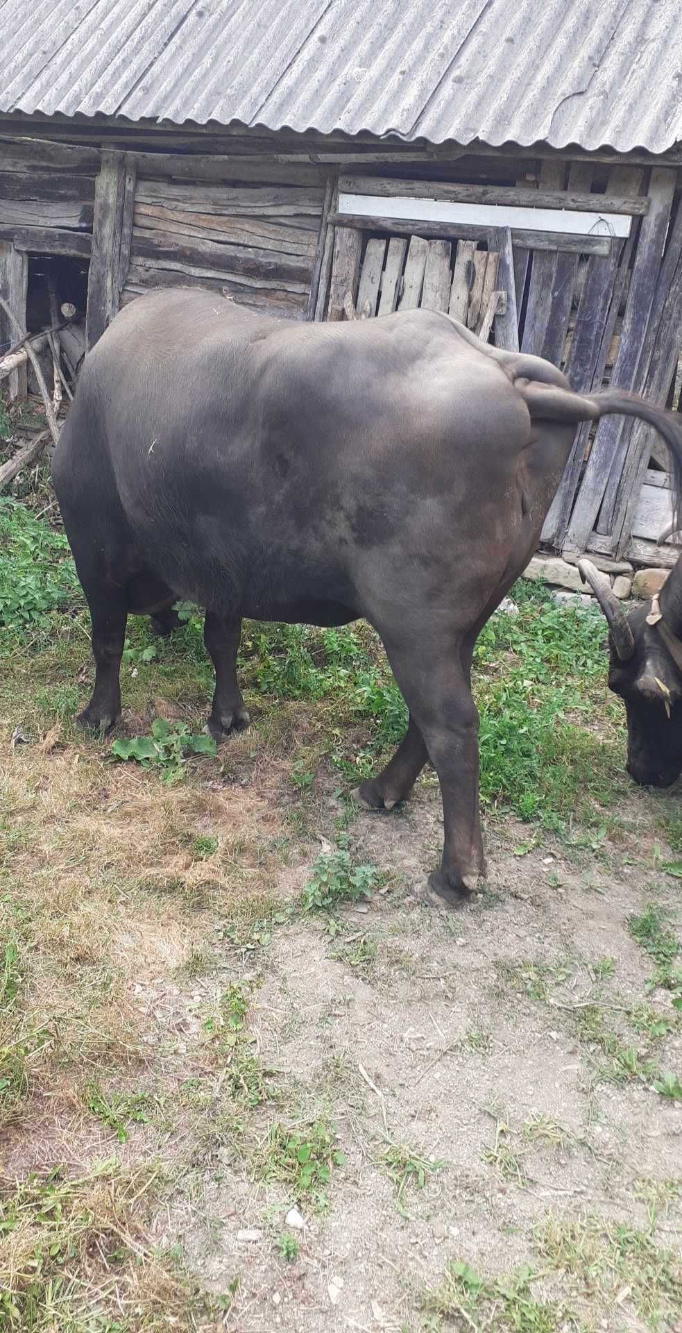 Vand 3 bivoli , impreuna sau separat.