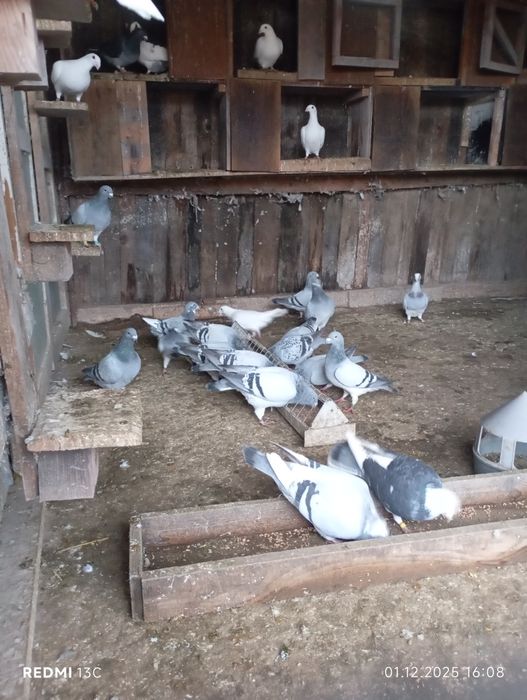 Porumbei, standard de zbor, porumbei șimi