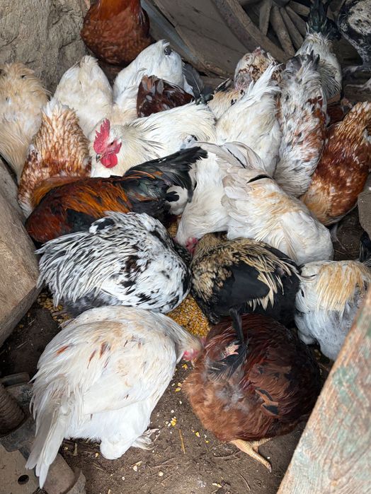 Домашни Петли за клане/отглеждане