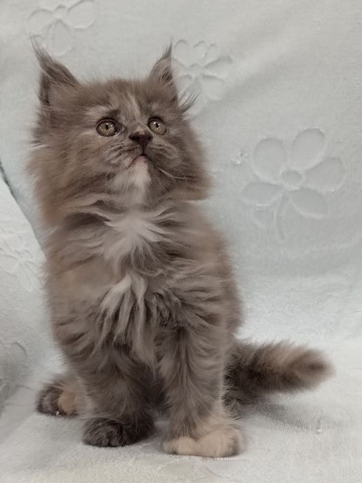 Продаются котёнок мейн кун.