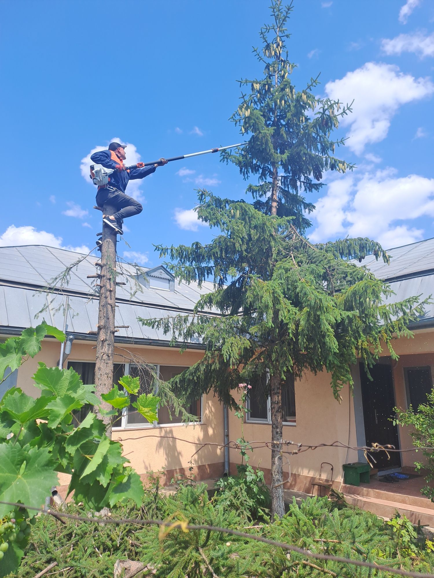 Taiere/Toaletare Arbori De Mari Dimensiuni Ieftin.