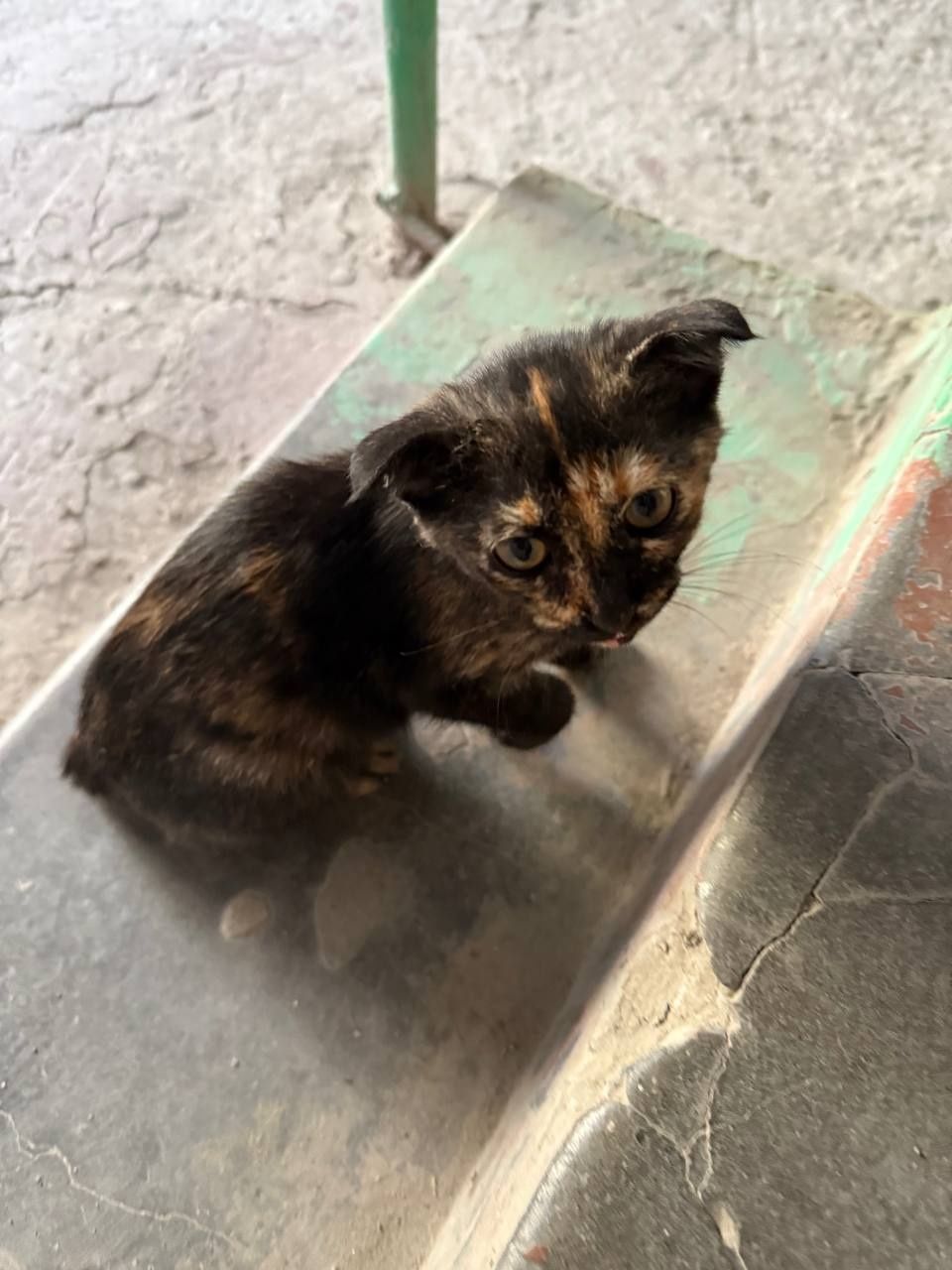 Нашел вислоухого котенка на улице, отдам в добрые руки