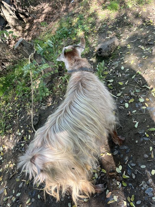 De vanzare iada sau schimb