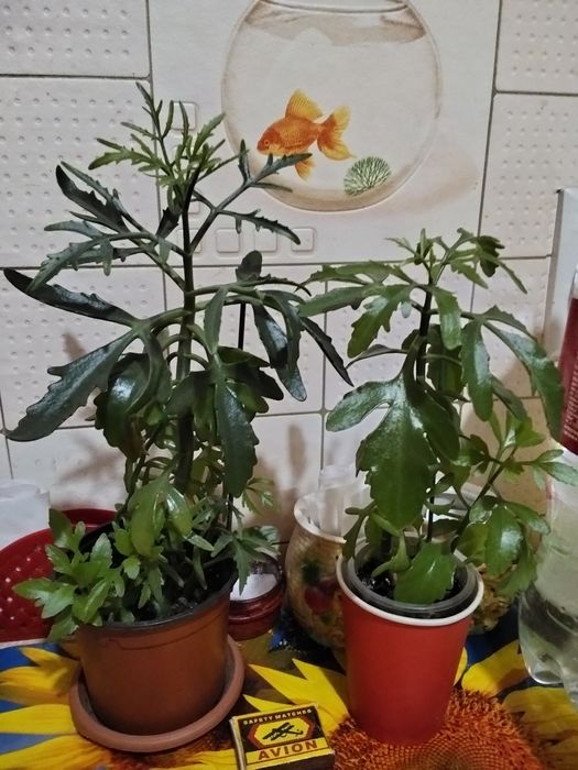 Цветов много хороших.