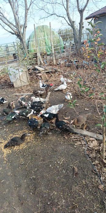 Rate leșești /ratoi