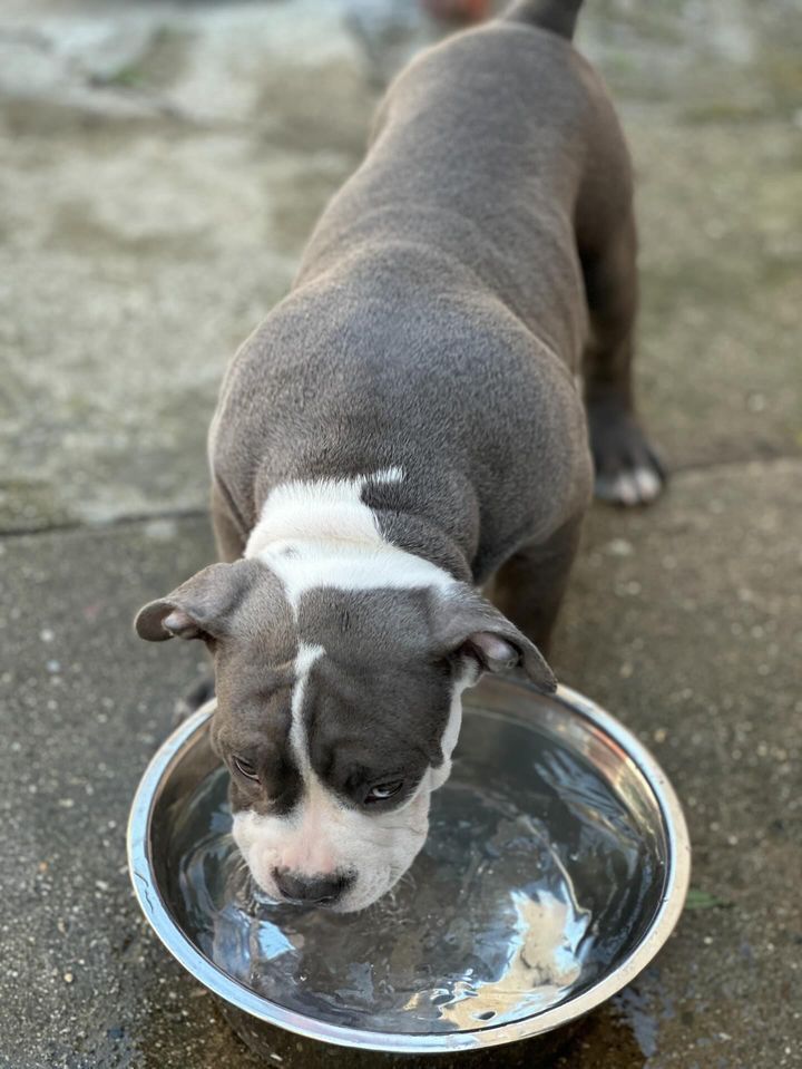 American Bully Pocket ABKC Pedigree