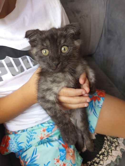 Отдаём котёнков в хорошие руки