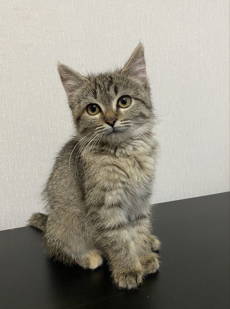 Кошечка ищет дом