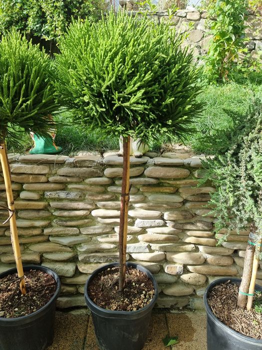 Tuia leylandi - spirale - pin pe picior - cedrus pe picior