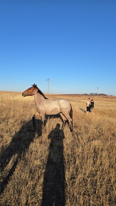 Тяж жабағы еркек