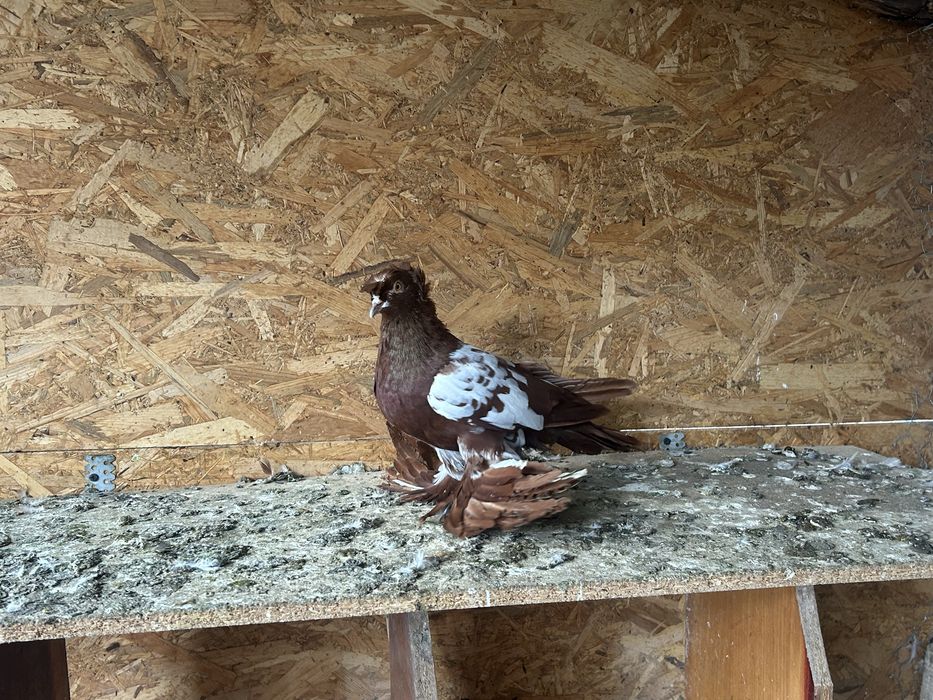 Vand tobosari germani si tobosari de dresla