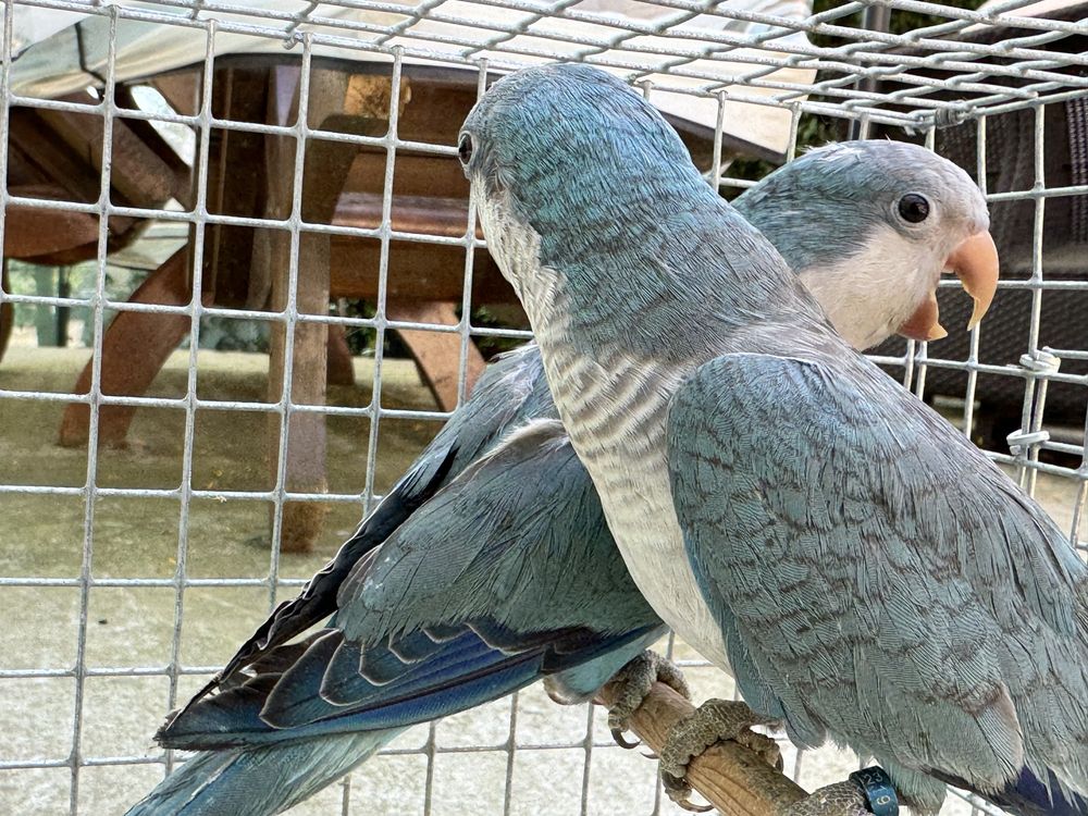 Papagali Calugari - test ADN