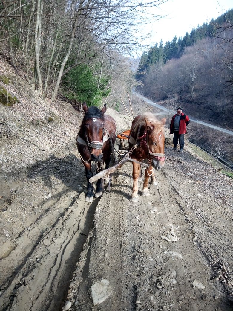 Vând mânză șargă..