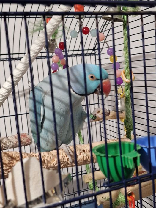 Papagal Micul Alexandru+Colivie