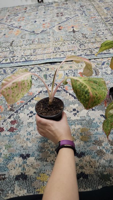 Plante Aglaonema superbe