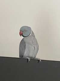 Papagal micul alexandru