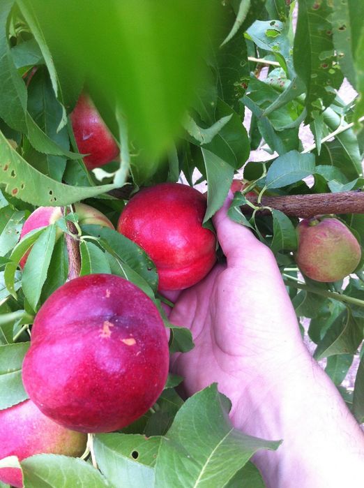 Pomi Fructiferi Glia Stramoseasca (Soiuri de Nectarin)