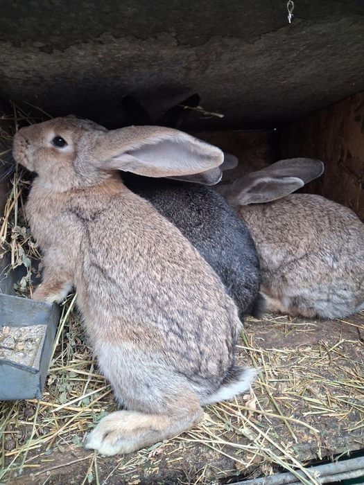 Iepuri tineri urias german 3-4 kg