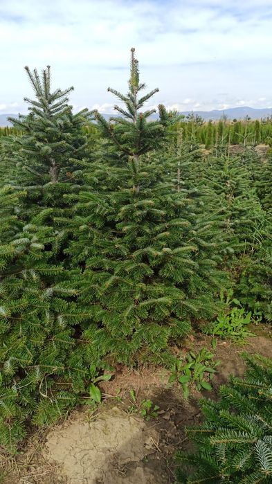 Brazi Arginti și Verzi