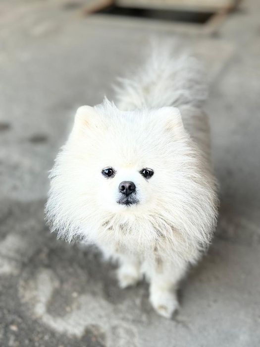 Вязка шпица шанхай