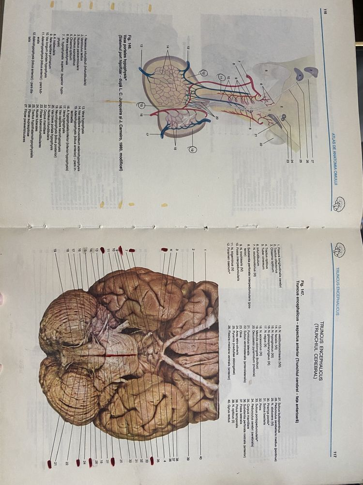 Atlas de neuroanatomie Viorel Ranga