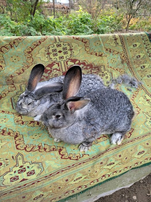 Femele uriaș german chinchilla