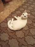 Отдам  бесплатно  кота