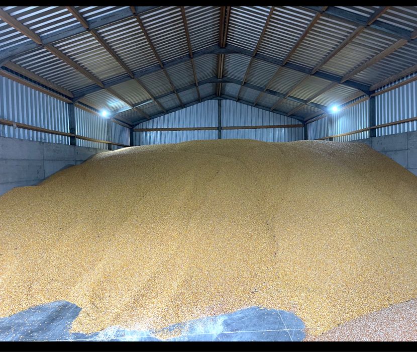 Vand porumb boabe graunte