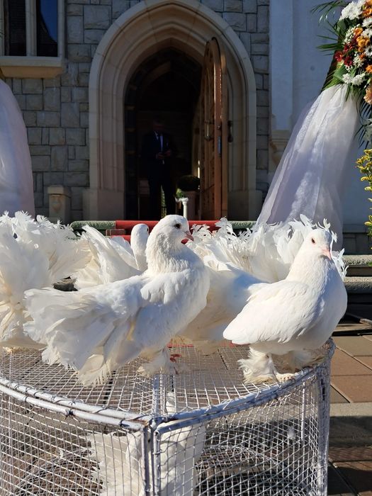 Închirieri porumbei la evenimente