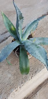 Plante Agave Americana