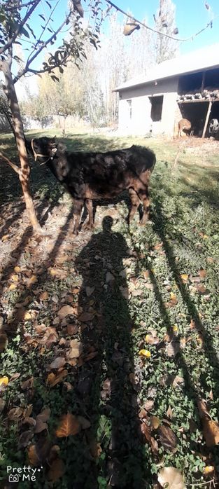 Gunojin sotladi soglom