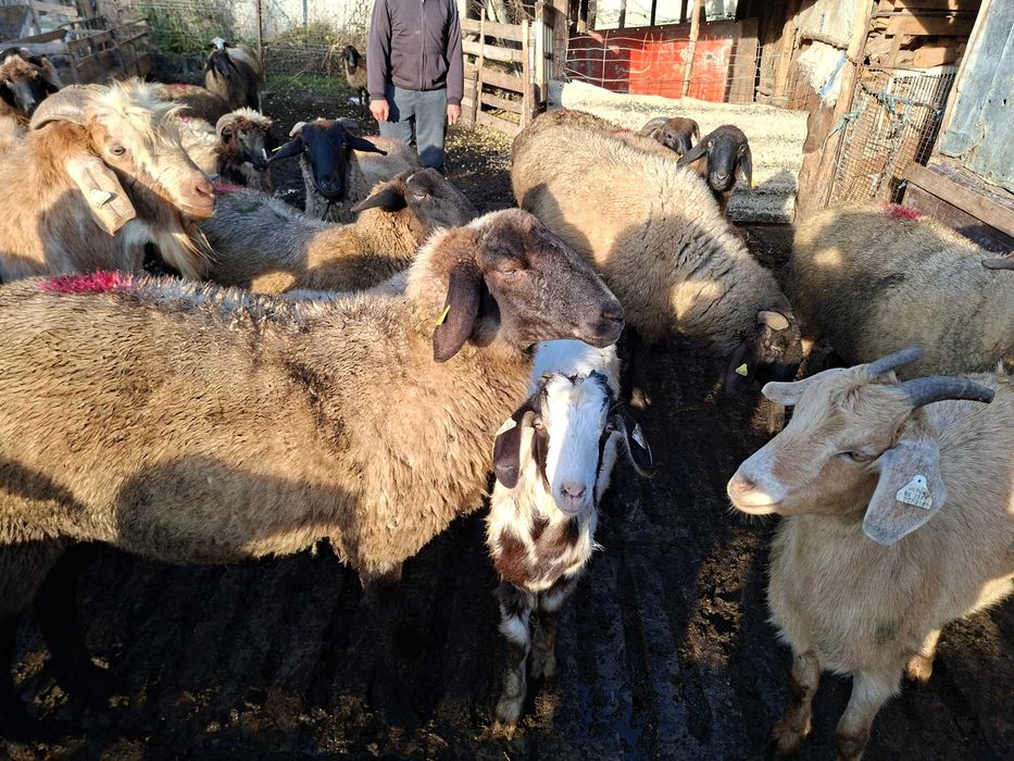 Vand 10 Oi tinere ( noatine )