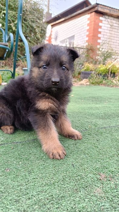 Продам щенков немецкой овчарки