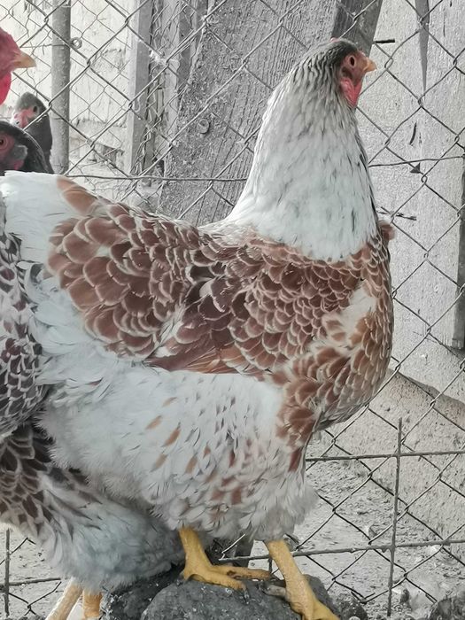 Puișori de diferite rase și vârste