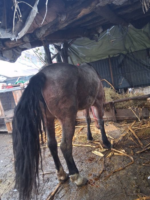 Vand urgent iapa 4anii