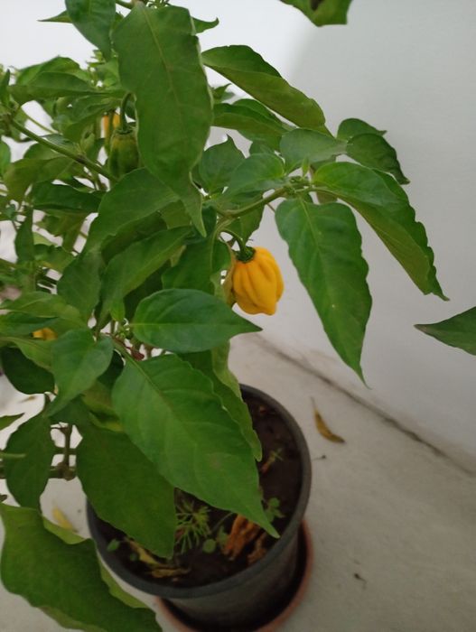 Vând copaci de Habanero cu rod, ardei foarte iutee iute,
