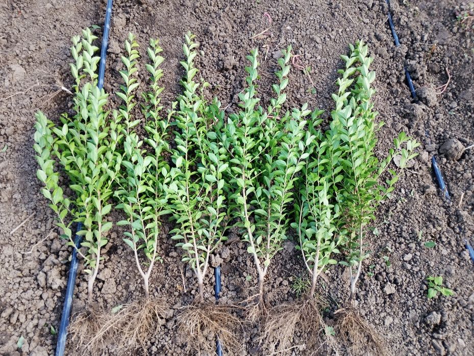 лигуструм овалифолиум за жив плет