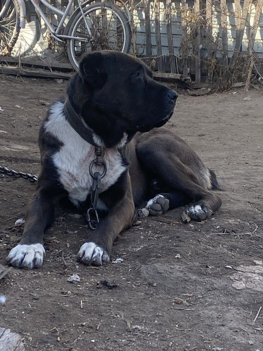 Вязка Сао Алабай Тобет