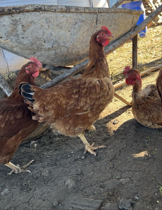 Vând Găini de Țară