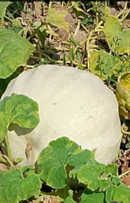 Dovleci de vânzare,