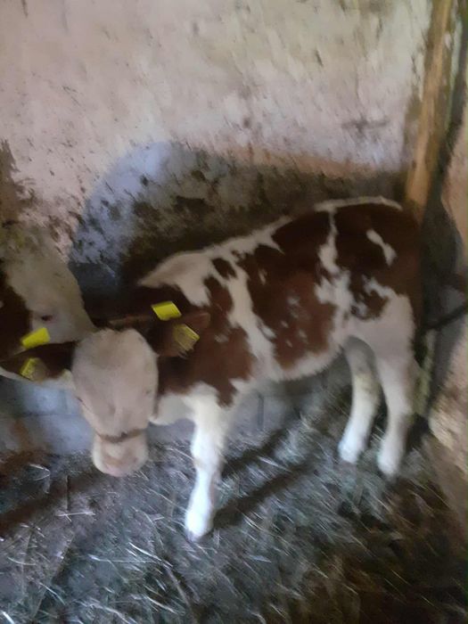 Vaca cu vițel de vânzare