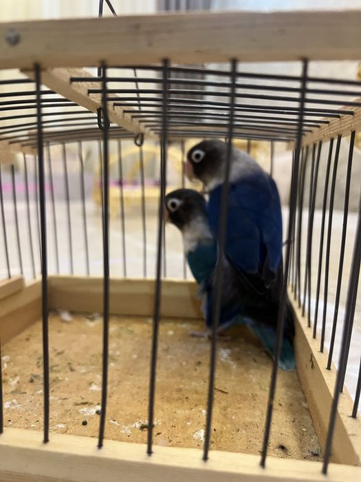 Nerazluchka tayyor par