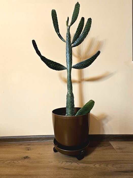 Продавам стайни цветя