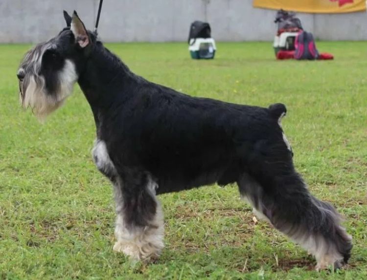 Цвергшнауцер. Отличный племенной помёт. Бронь.