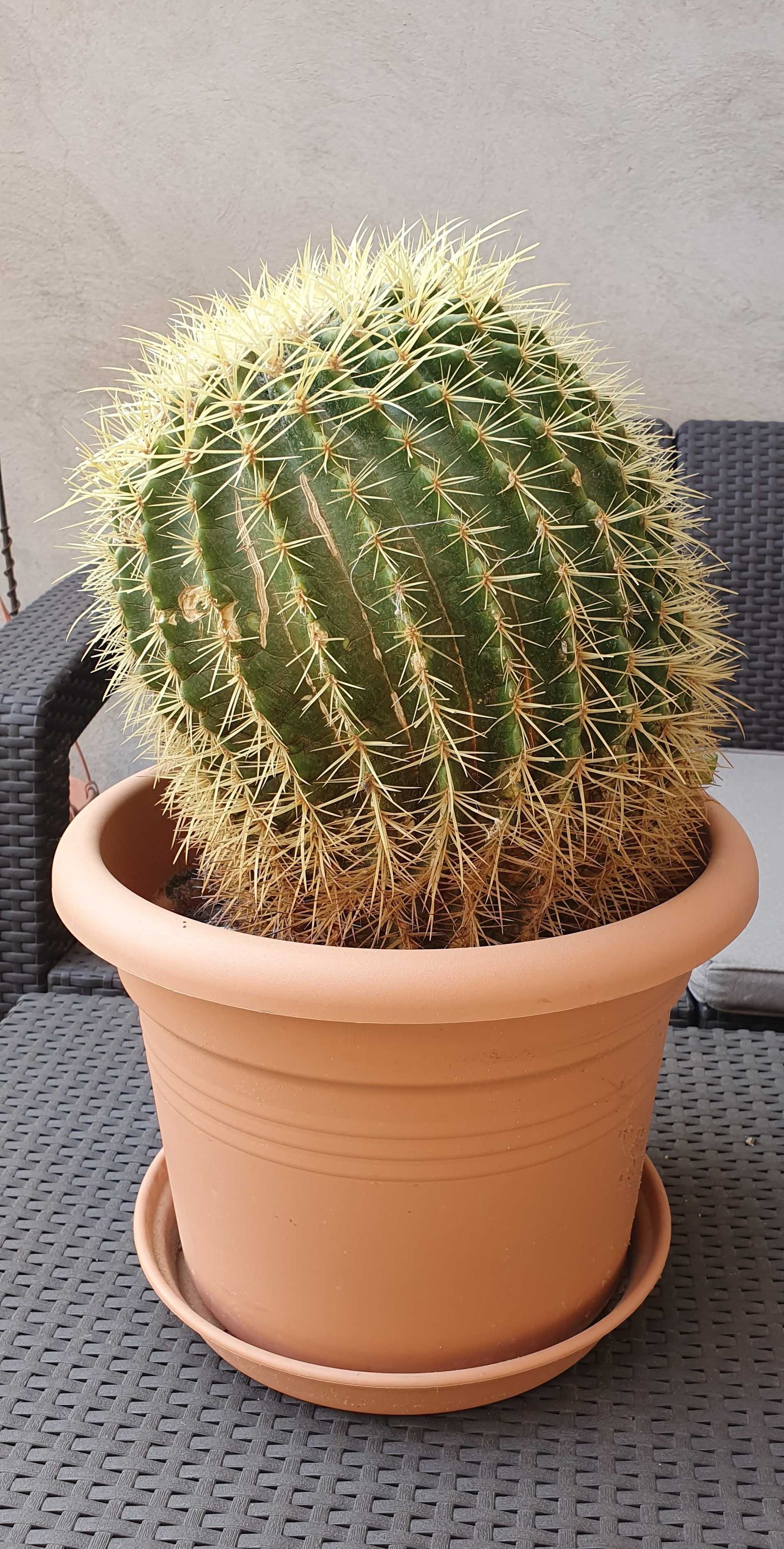Vand planta cactus 30 cm inaltime, 90 cm circumferinta, cu ghiveci