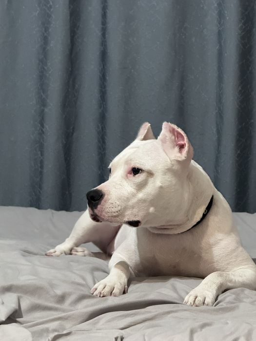 Отдадим Стаффорда в хорошие руки