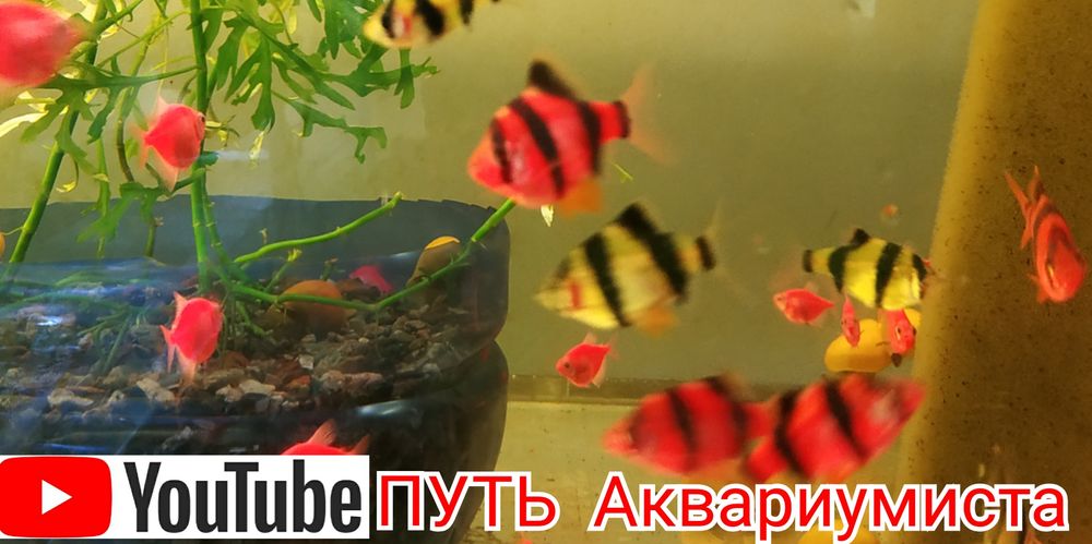 Коридорас Джулии, сомики