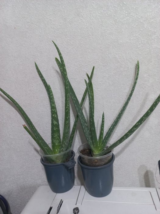 Продам укоренённые черенки