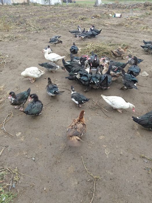 Продам индоуток домашних